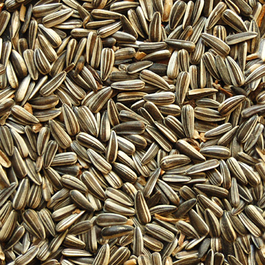 sonnenblumenkerne